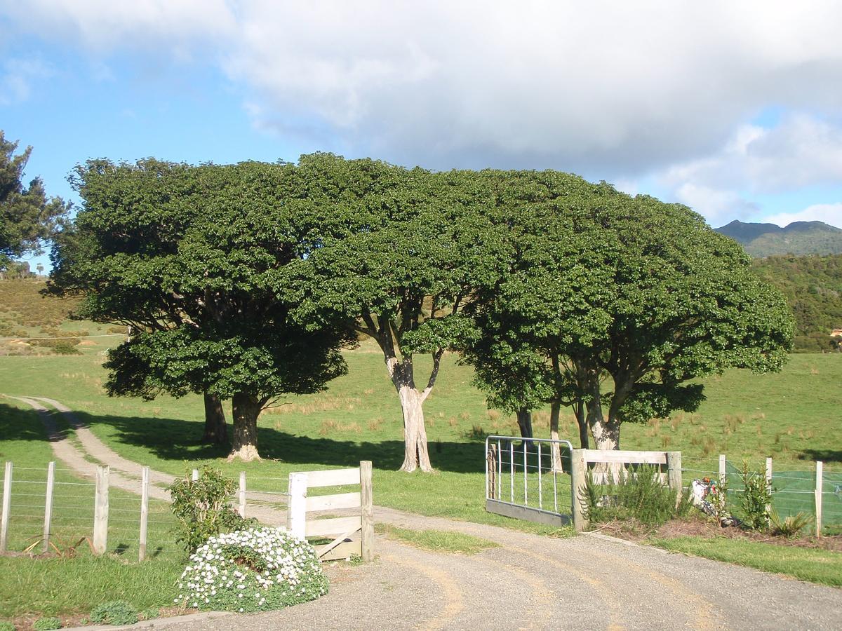 Nga Puriri Bed And Breakfast Hicks Bay Luaran gambar
